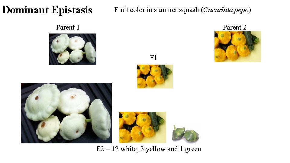 Dominant Epistasis Parent 1 Fruit color in summer squash (Cucurbita pepo) F 1 F