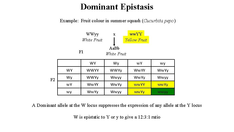 Dominant Epistasis Example: Fruit colour in summer squash (Cucurbita pepo) WWyy White Fruit ww.