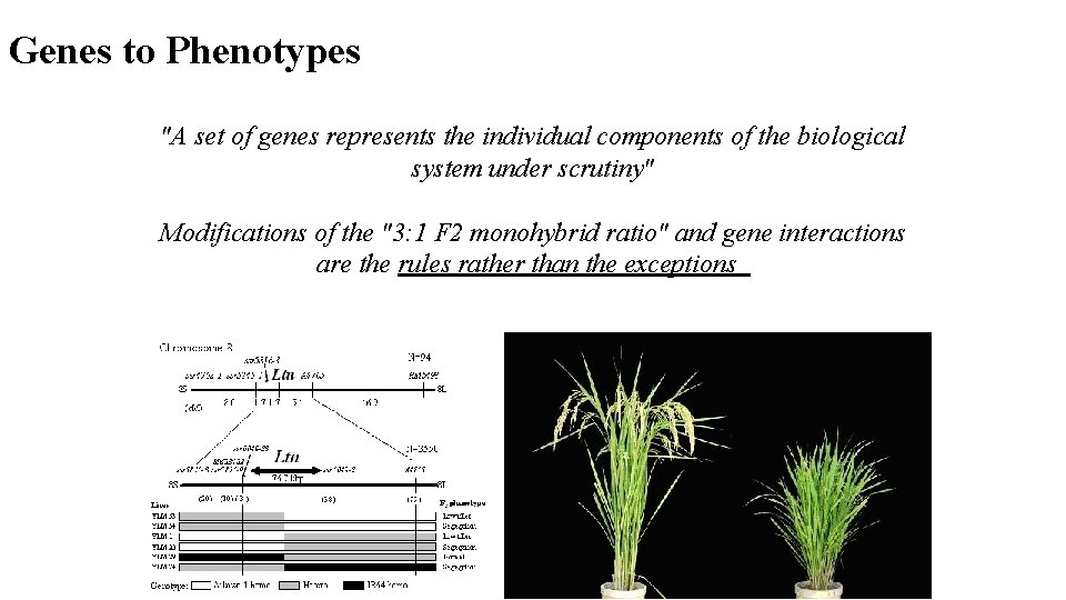 Genes to Phenotypes "A set of genes represents the individual components of the biological