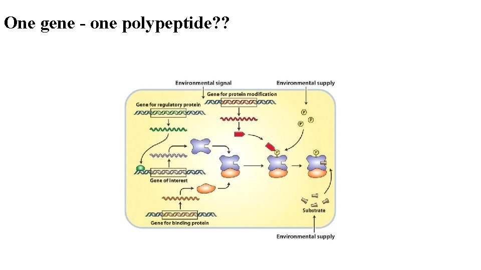 One gene - one polypeptide? ? 