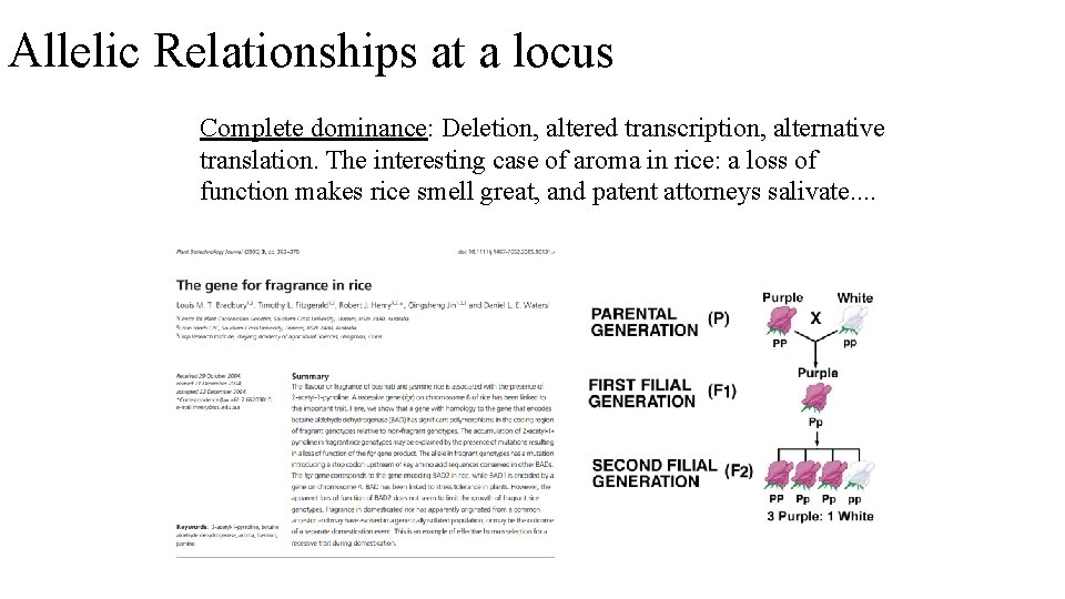 Allelic Relationships at a locus Complete dominance: Deletion, altered transcription, alternative translation. The interesting