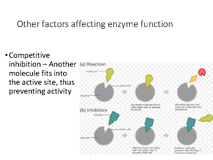 Other factors affecting enzyme function • Competitive inhibition – Another molecule fits into the