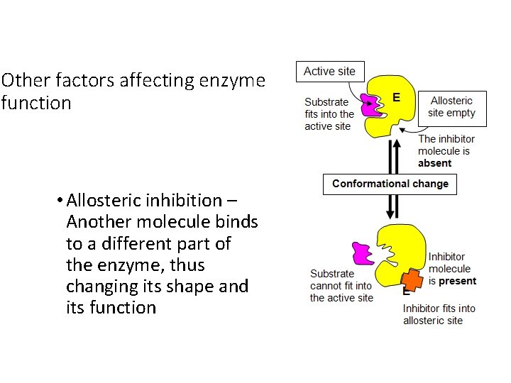 Other factors affecting enzyme function • Allosteric inhibition – Another molecule binds to a