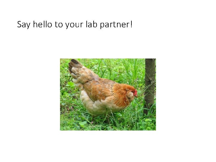 Say hello to your lab partner! 