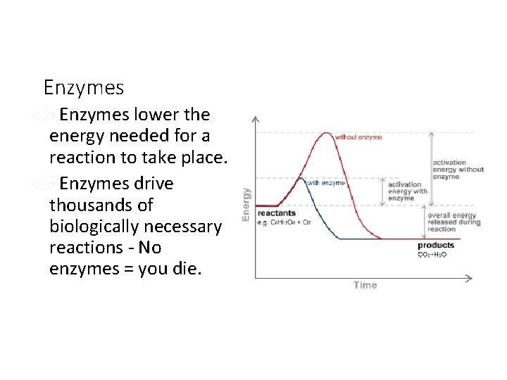 Enzymes /Enzymes lower the energy needed for a reaction to take place. /Enzymes drive