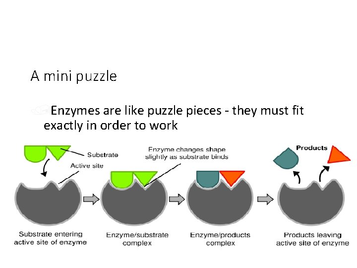 A mini puzzle /Enzymes are like puzzle pieces - they must fit exactly in