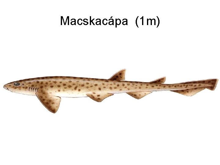 Macskacápa (1 m) 