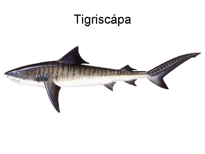 Tigriscápa 