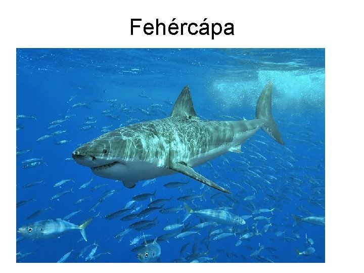 Fehércápa 