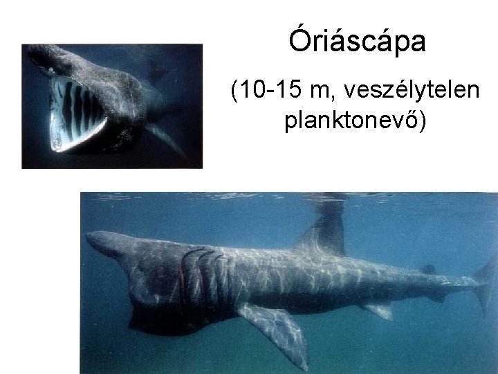 Óriáscápa (10 -15 m, veszélytelen planktonevő) 