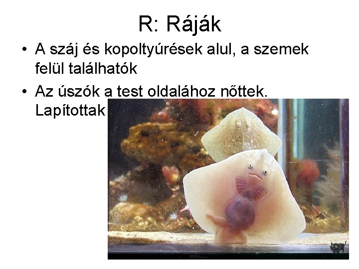 R: Ráják • A száj és kopoltyúrések alul, a szemek felül találhatók • Az