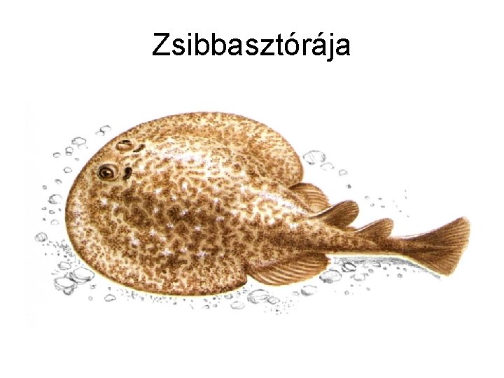 Zsibbasztórája 