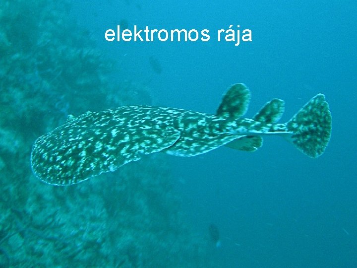 elektromos rája 