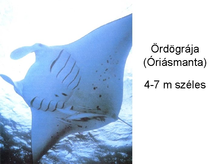 Ördögrája (Óriásmanta) 4 -7 m széles 