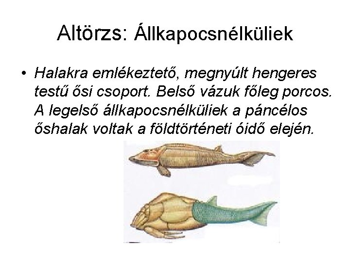 Altörzs: Állkapocsnélküliek • Halakra emlékeztető, megnyúlt hengeres testű ősi csoport. Belső vázuk főleg porcos.