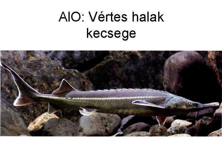 Al. O: Vértes halak kecsege 