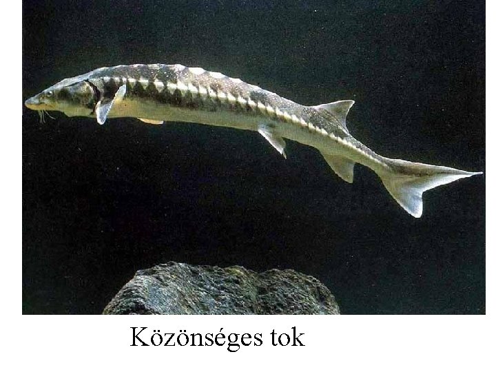 Közönséges tok 