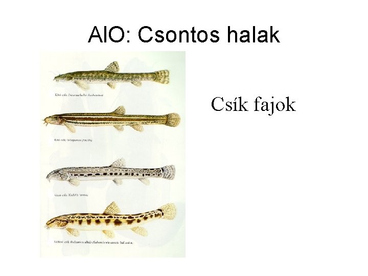 Al. O: Csontos halak Csík fajok 