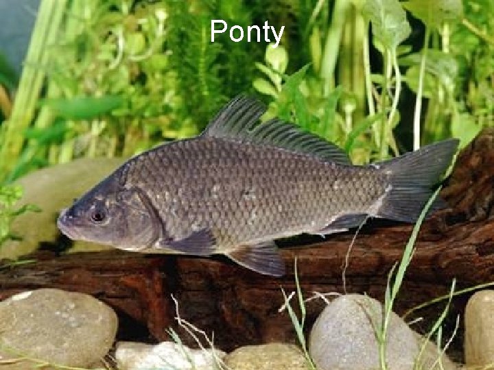 Ponty 