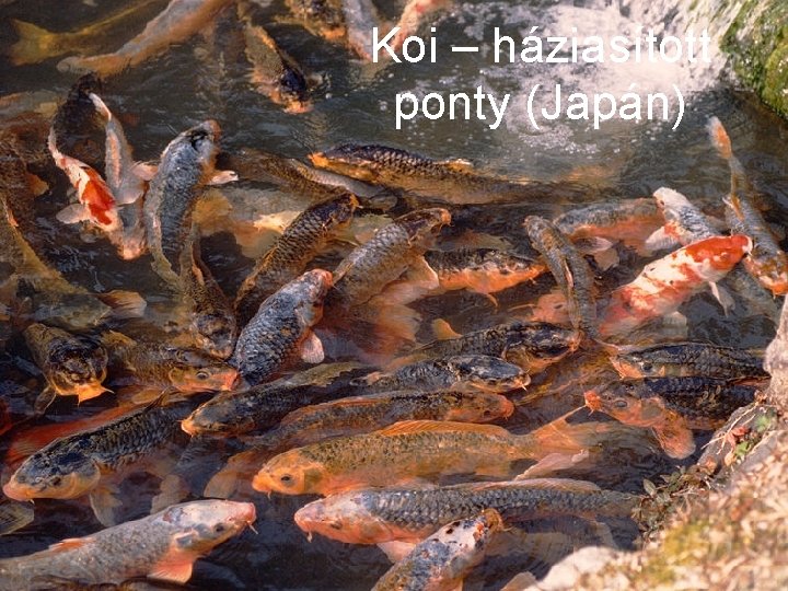 Koi – háziasított ponty (Japán) 