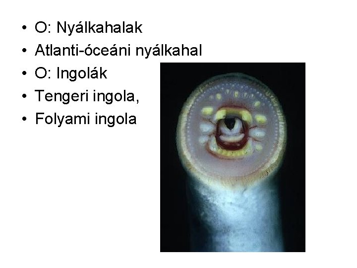  • • • O: Nyálkahalak Atlanti-óceáni nyálkahal O: Ingolák Tengeri ingola, Folyami ingola