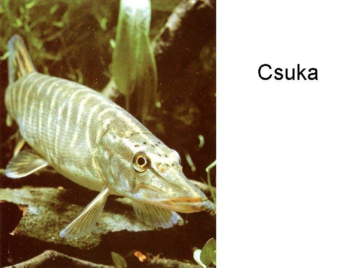 Csuka 