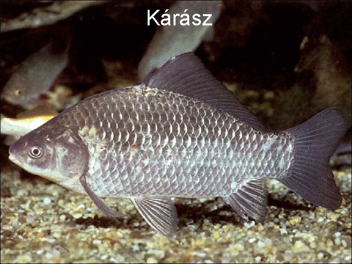 Kárász 