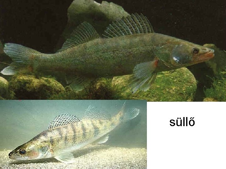 süllő 