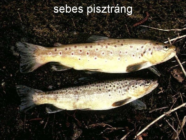 sebes pisztráng 