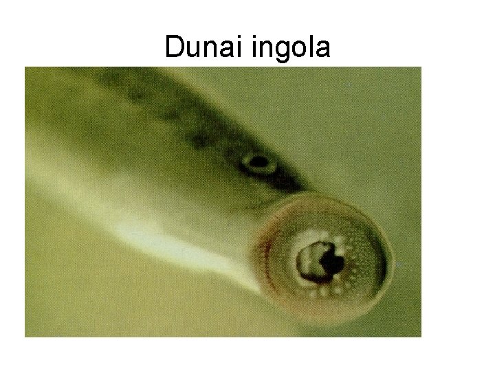 Dunai ingola 