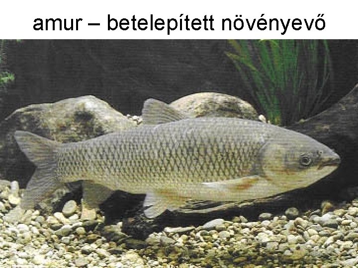 amur – betelepített növényevő 