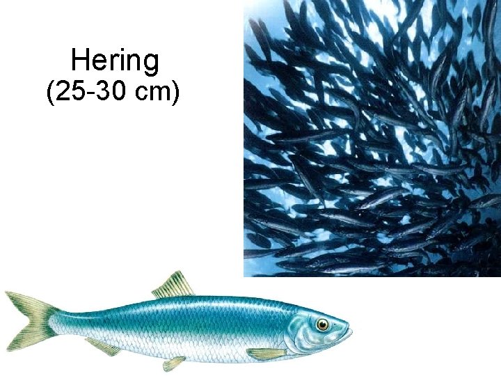 Hering (25 -30 cm) 