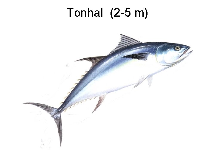 Tonhal (2 -5 m) 