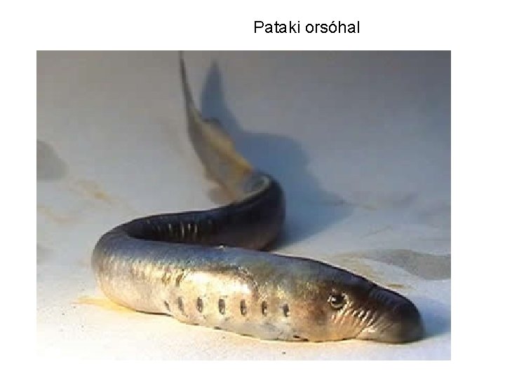 Pataki orsóhal 