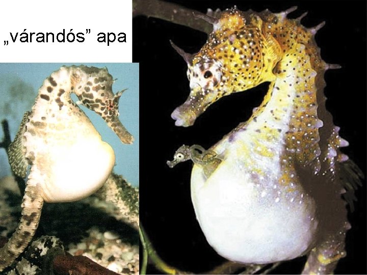 „várandós” apa 