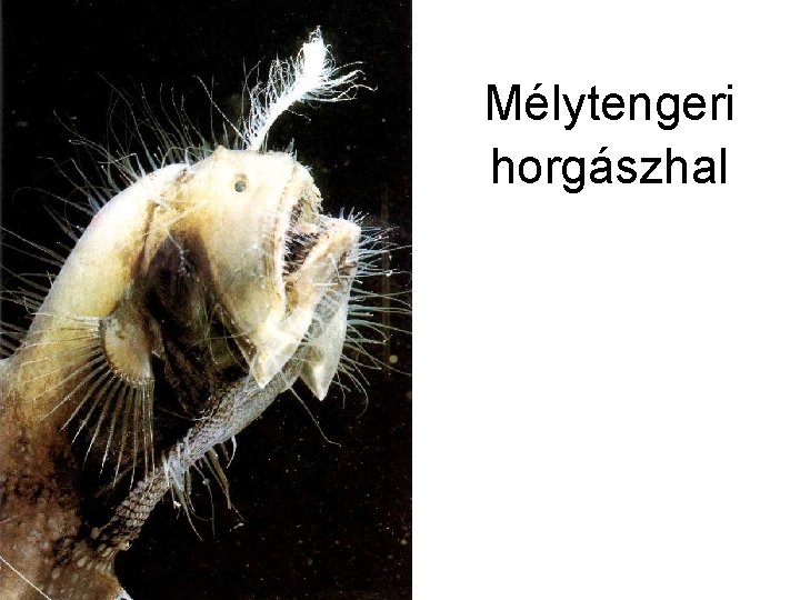 Mélytengeri horgászhal 