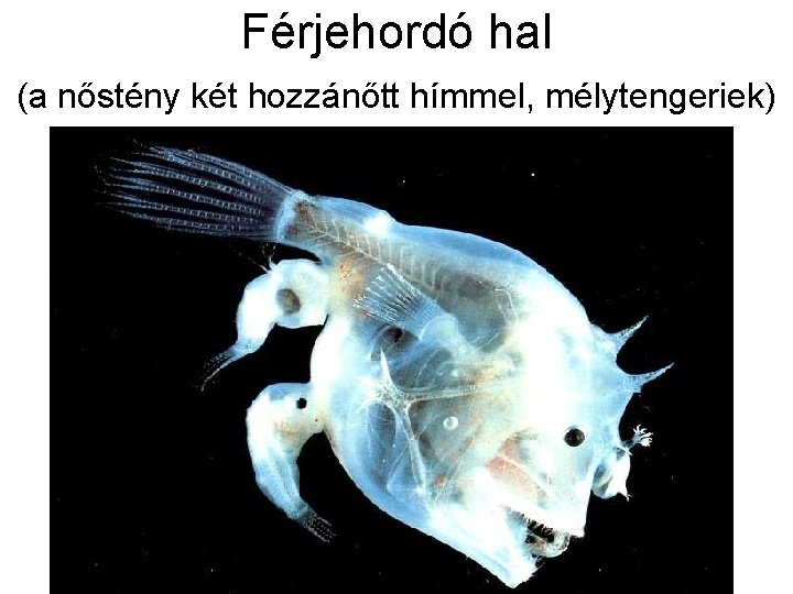 Férjehordó hal (a nőstény két hozzánőtt hímmel, mélytengeriek) 