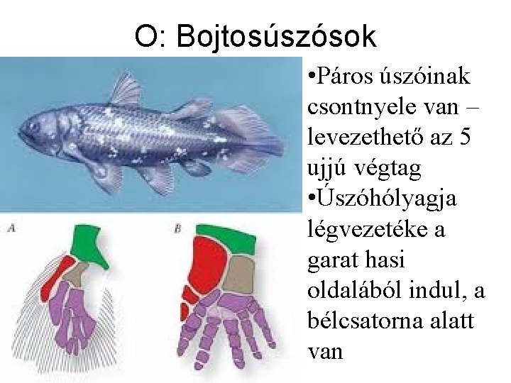 O: Bojtosúszósok • Páros úszóinak csontnyele van – levezethető az 5 ujjú végtag •