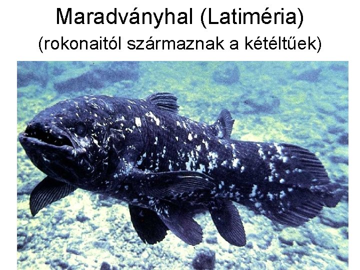 Maradványhal (Latiméria) (rokonaitól származnak a kétéltűek) 