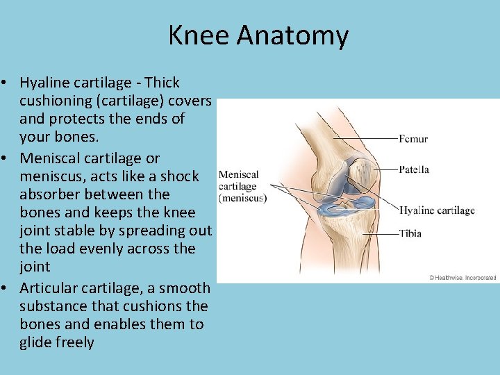 Knee Anatomy • Hyaline cartilage - Thick cushioning (cartilage) covers and protects the ends
