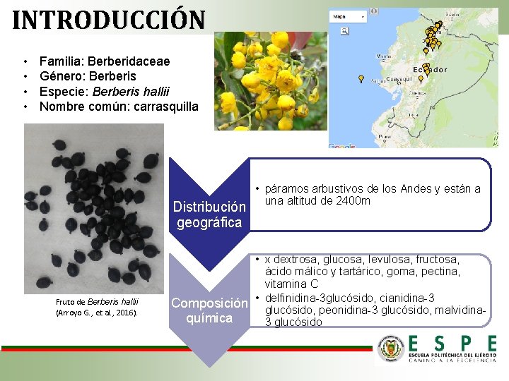 INTRODUCCIÓN • • Familia: Berberidaceae Género: Berberis Especie: Berberis hallii Nombre común: carrasquilla Distribución