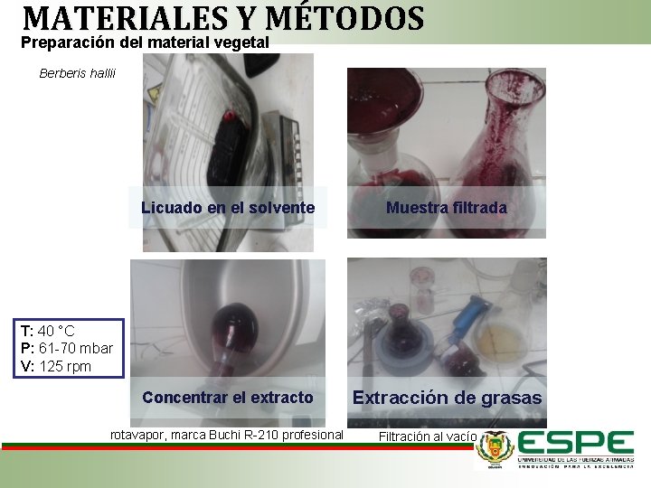 MATERIALES Y MÉTODOS Preparación del material vegetal Berberis hallii Licuado en el solvente Muestra