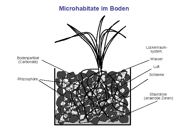 Microhabitate im Boden Lückenraumsystem: Bodenpartikel (Carbonate) Wasser Luft Schleime Rhizosphäre Staunässe (anaerobe Zonen) 