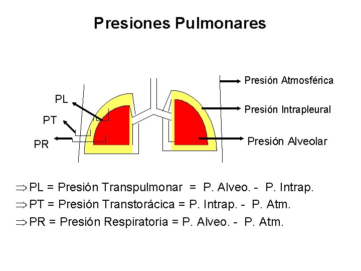 Presiones Pulmonares Presión Atmosférica PL PT PR Presión Intrapleural Presión Alveolar Þ PL =