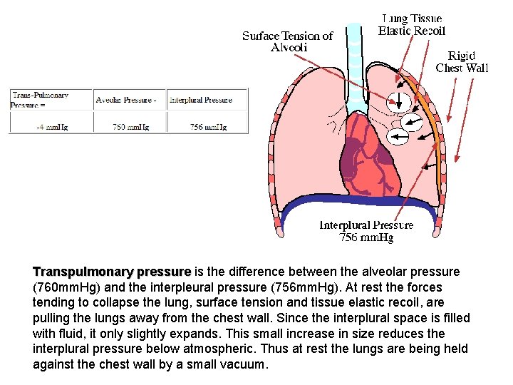Transpulmonary pressure is the difference between the alveolar pressure (760 mm. Hg) and the