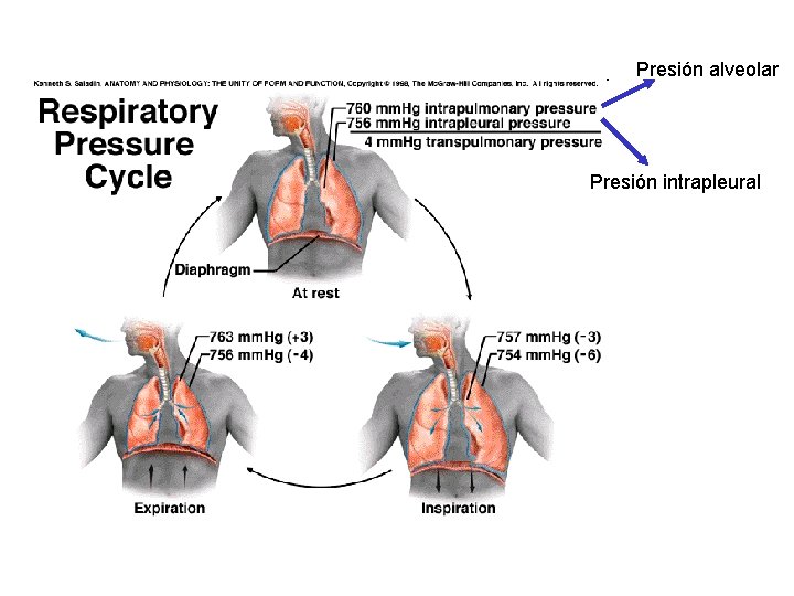 Presión alveolar Presión intrapleural 