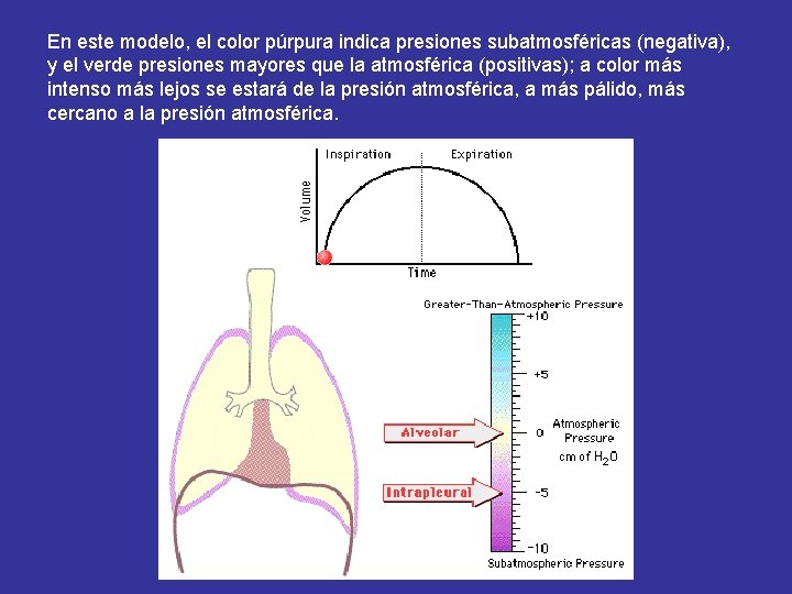 En este modelo, el color púrpura indica presiones subatmosféricas (negativa), y el verde presiones