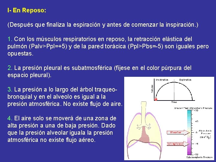 I- En Reposo: (Después que finaliza la espiración y antes de comenzar la inspiración.