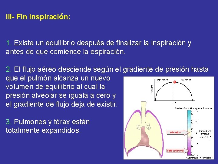 III- Fin Inspiración: 1. Existe un equilibrio después de finalizar la inspiración y antes