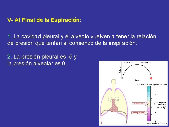 V- Al Final de la Espiración: 1. La cavidad pleural y el alveolo vuelven